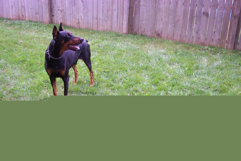 taz