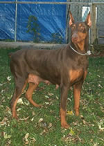 Keesha