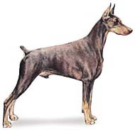 Doberman Pinscher