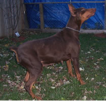 Keesha